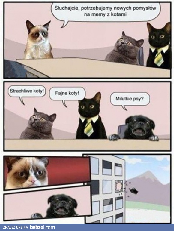 Memy z kotami