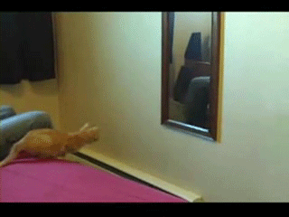 Koty lubią lustra