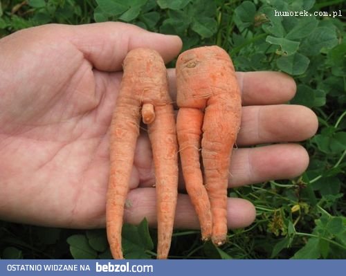 Zboczone marchewki
