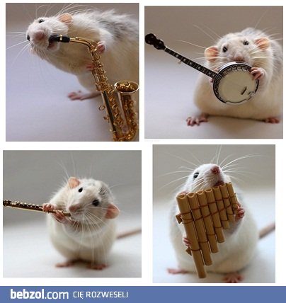 Muzykalny szczurek