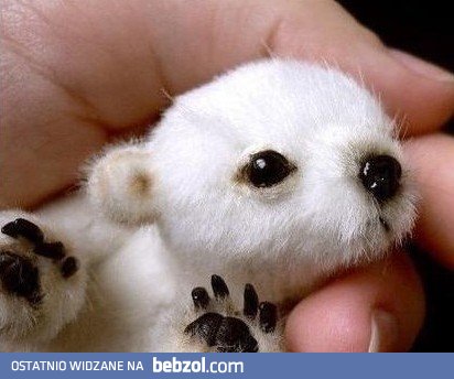 Mały niedźwiadek polarny