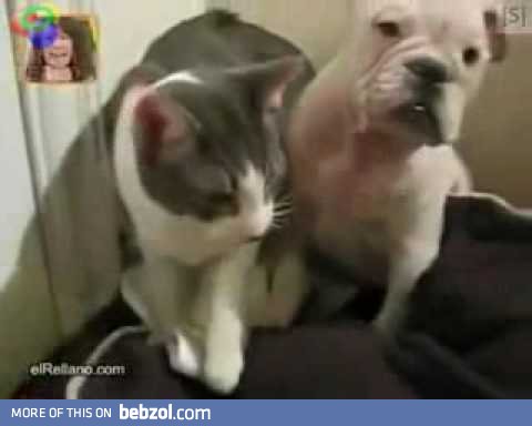 Cat hits dog OMG