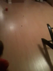 Jak złapać gryzonia?