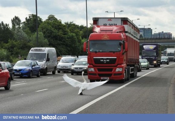 Dalej nie pojedziesz kolego!