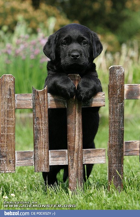 Podejdź no do płota