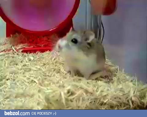 Chomik się kręci...