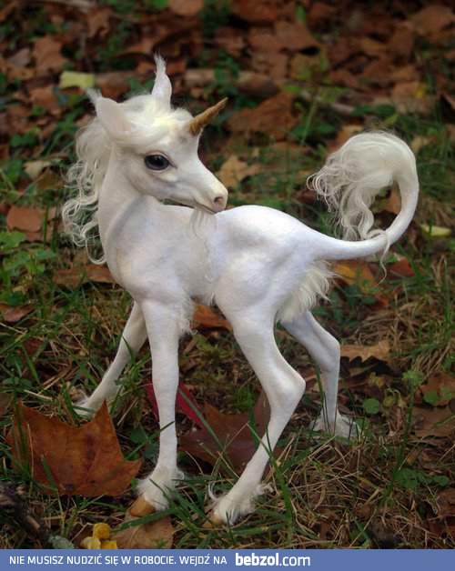 Wiedziałem, że istnieją..