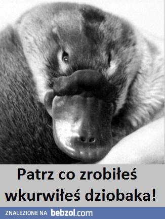 patrz co zrobiłeś