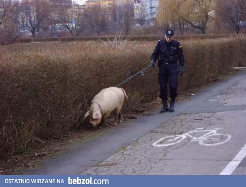 Świnia do zadań specjalnych