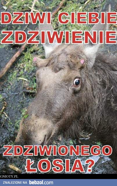 zdziwienie zdziwionego łosia