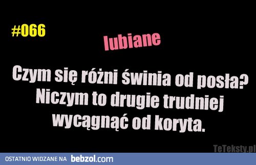 Czym się różni świnia od posła?