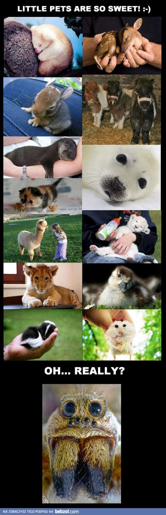 Małe zwierzątka są słodkie? ;-)