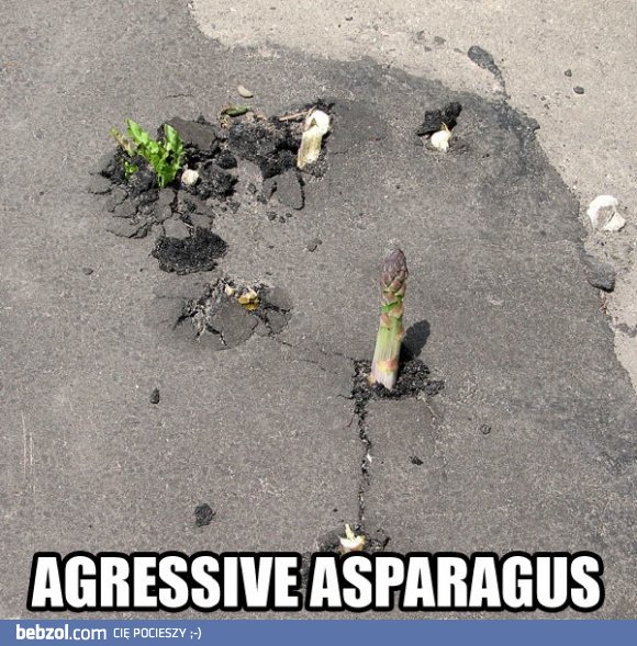 Agresywne szparagi atakują!
