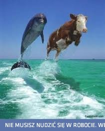 delfin vs krowa