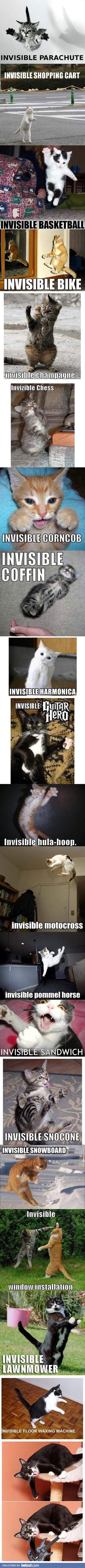 Koty i ich niewidzialne przedmioty