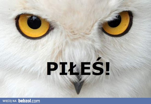 Wzrok żony po powrocie do domu..