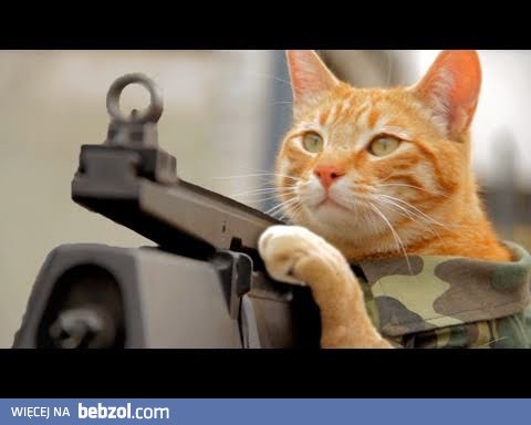 Kot żołnierz! 