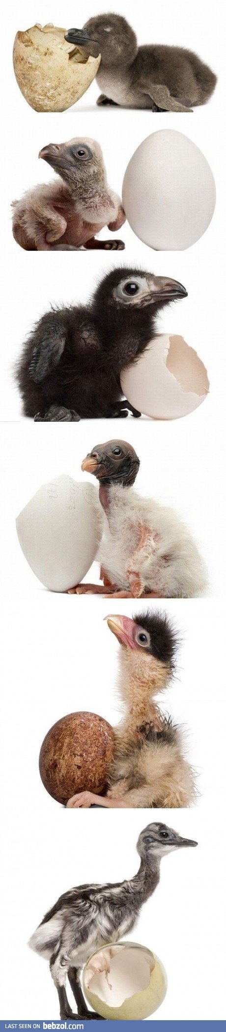 New-born birds