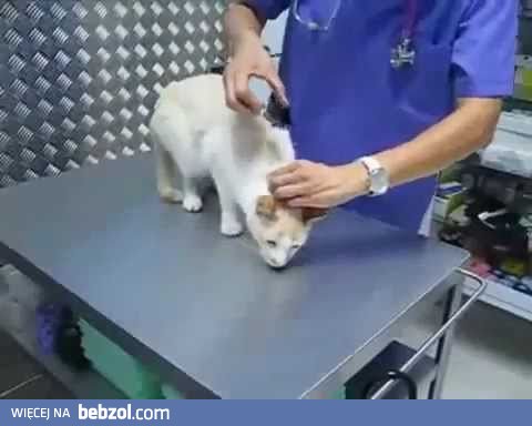 Jak wyłączyć kota? ;-)