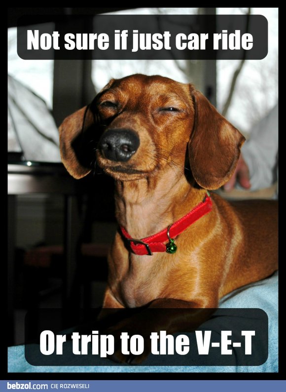 Jechać samochodem, czy wizyta u weterynarza? 
