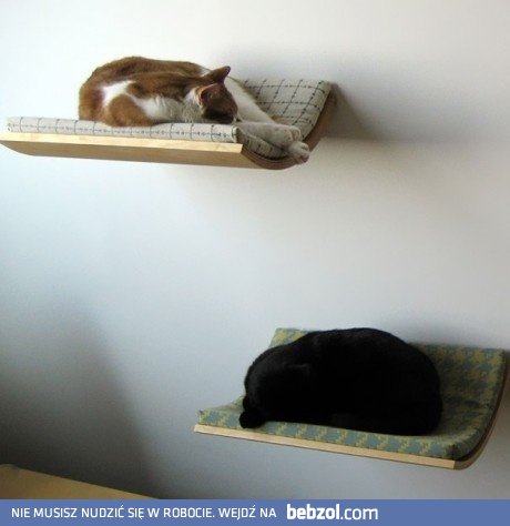 Kocie łóżka 