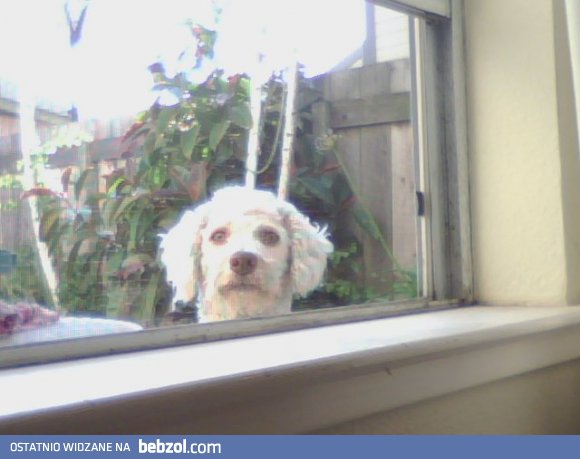 Mój pies jest straszny