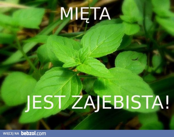 Mięta? Me gusta!