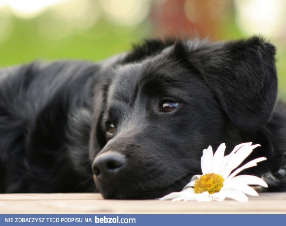 Chyba się zakochałem...