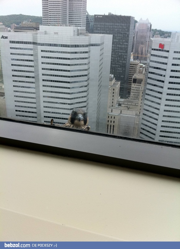 Pierwszy wpis! Ktoś mnie szpieguje (36 piętro)
