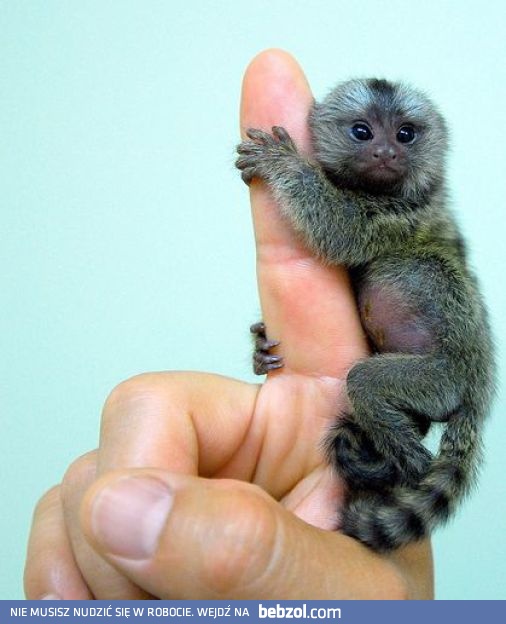 Najmniejsza małpka na świecie