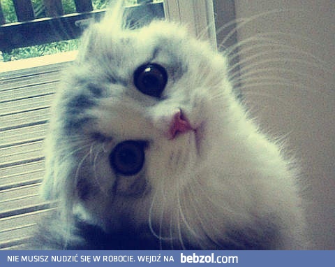 Proszę pobaw się ze mną