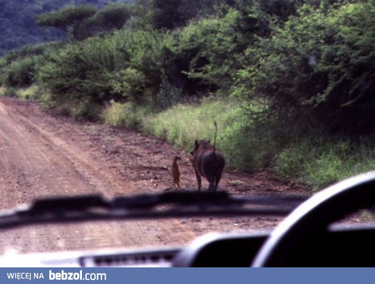 Timon i Pumba?