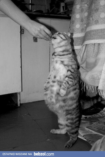 Muszę w końcu przejść na diętę