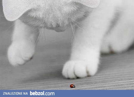 Biedroneczka i kotek