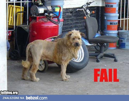 Pies po metamorfozie