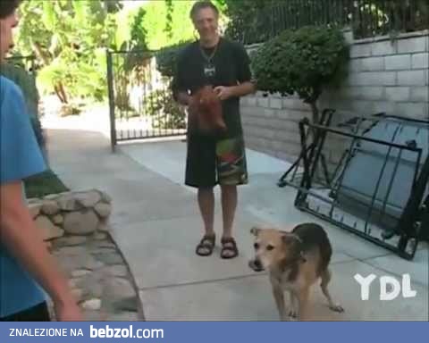 Kompilacja psich wpadek