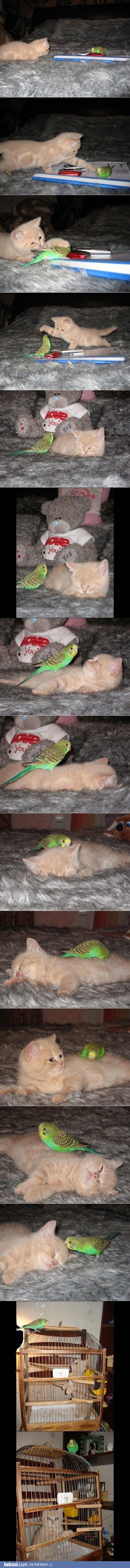 Tweety i Sylvester w prawdziwym świecie