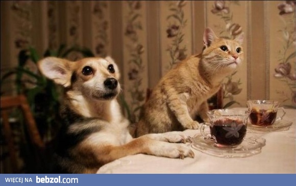 A gdzie ciasteczko?!