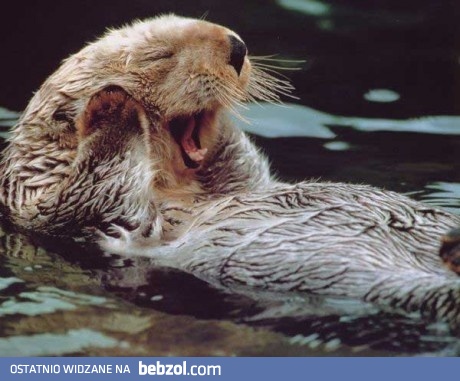 Nic nie słyszeee! Odpoeczywam!