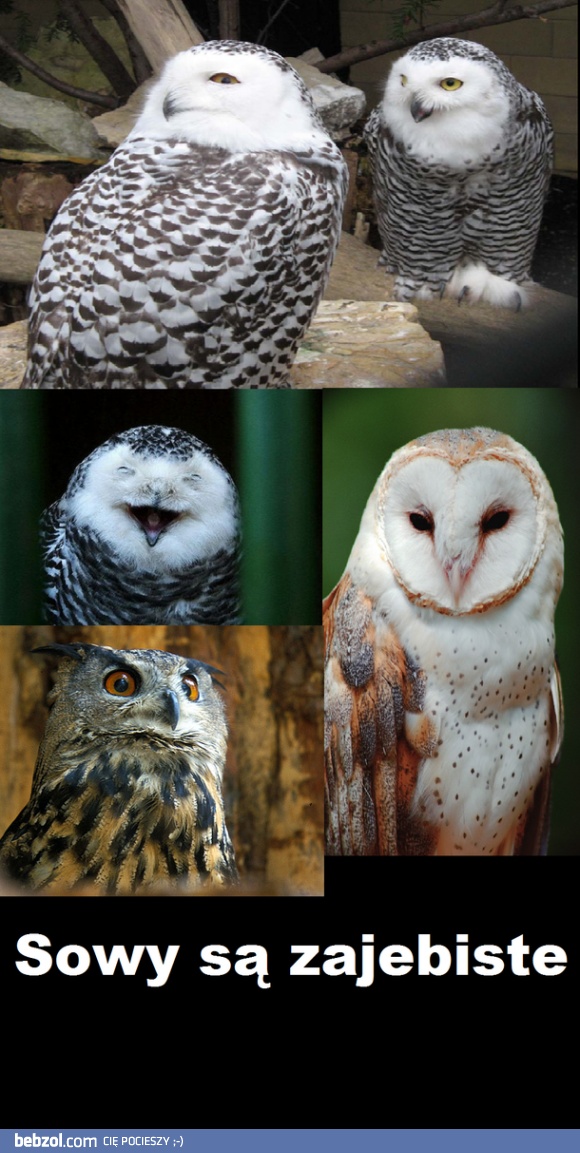 Sowy są zajebiste