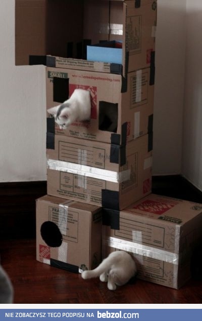 Bawiące się kociaki 