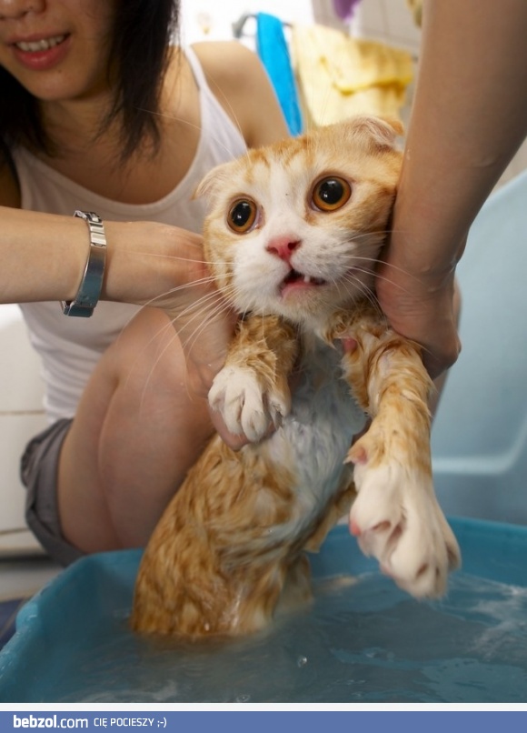 Kotek widział co się bedzie działo w weekend i się przestraszył