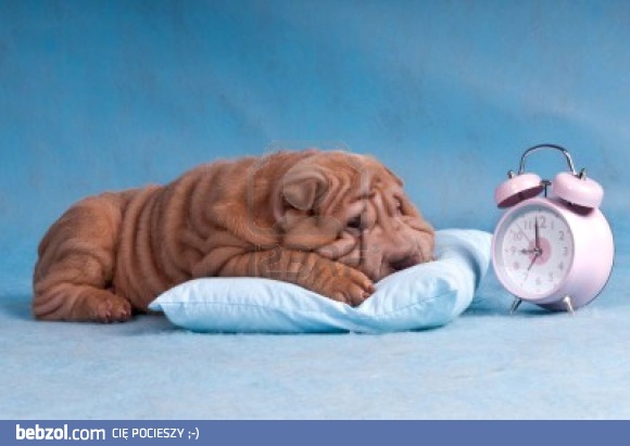 Nie wstaję - weekend jest ;-)