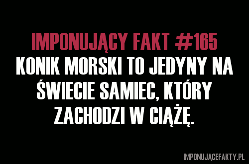 Konik morski to jedyny samiec