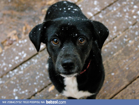 Mój pies został potrącony przez samochód i zmarł dziś w nocy..