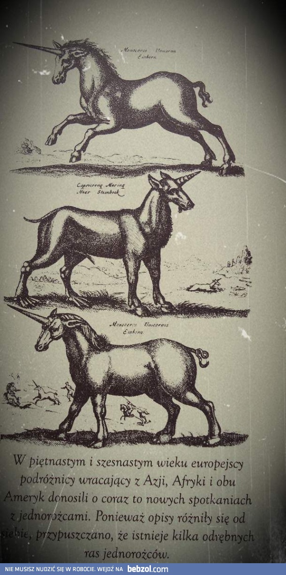 Istnieje kilka odrębnych ras jednorożców