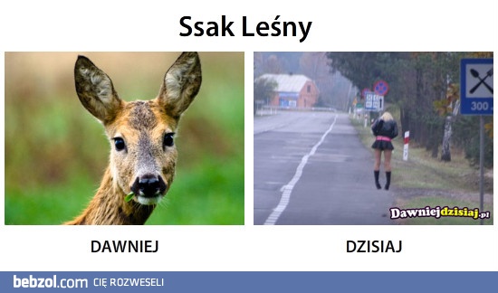 Ssak leśny 