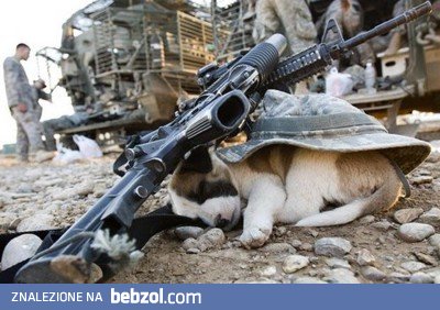 Dog war