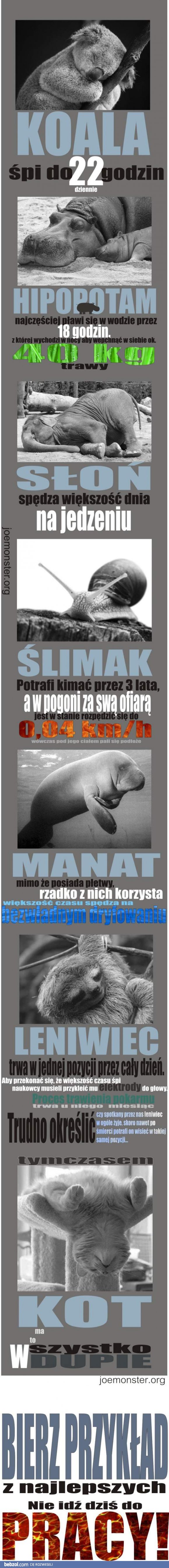 Bierz przykład z najlepszych!