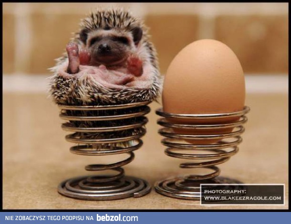Jeżyk i jajko